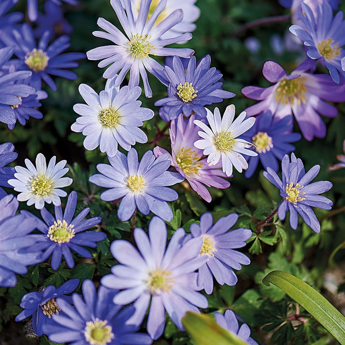 Anemoneblandning 'Blanda Mixed'