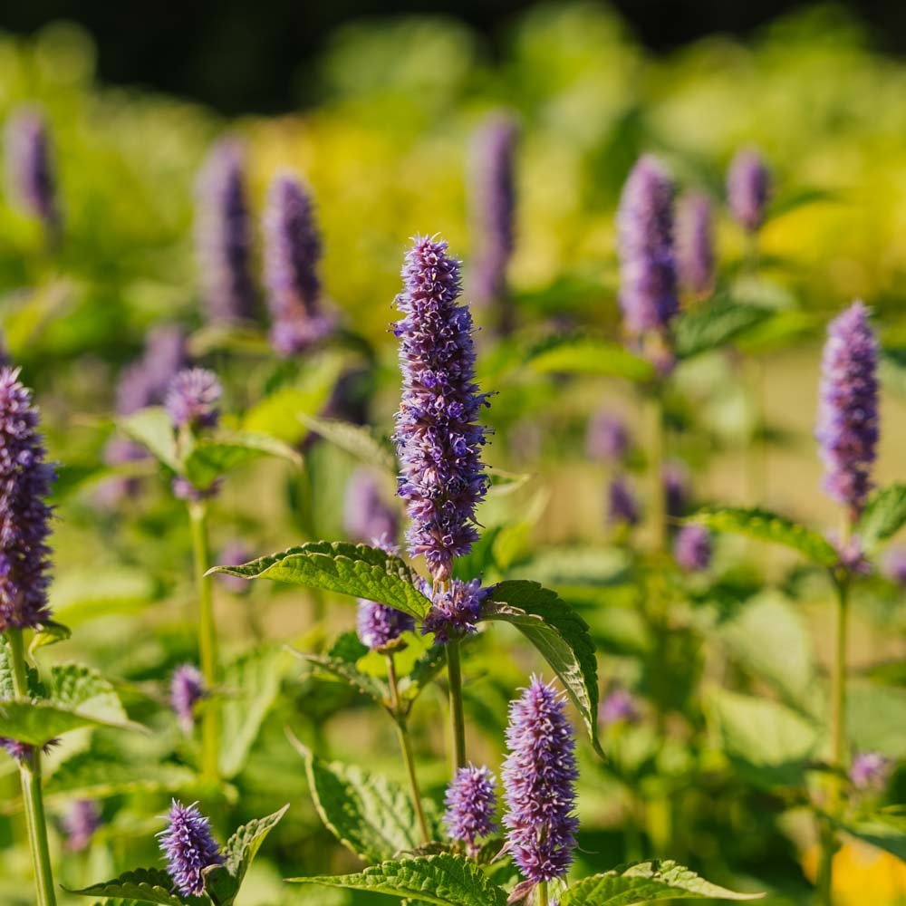 Anisisop frö - 150 Ekologiska Frön