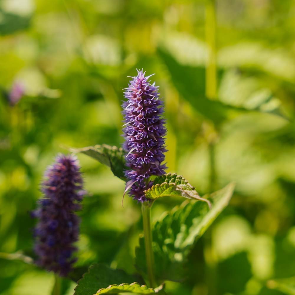 Anisisop frö - 150 Ekologiska Frön