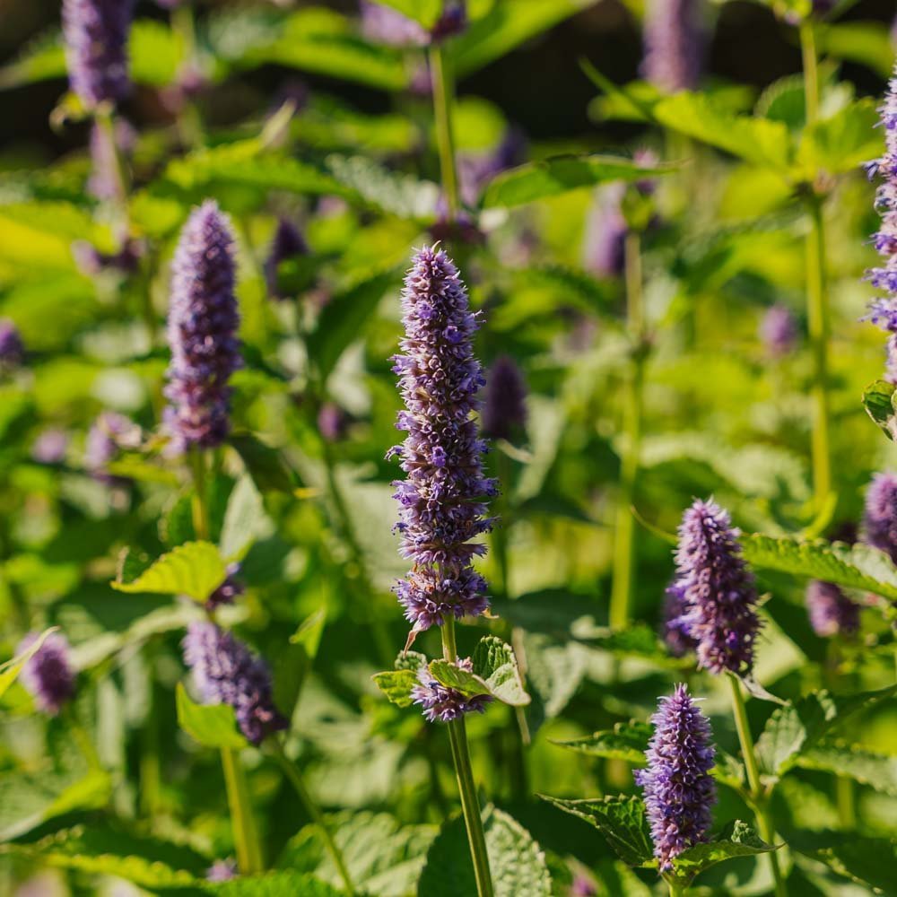 Anisisop frö - 150 Ekologiska Frön