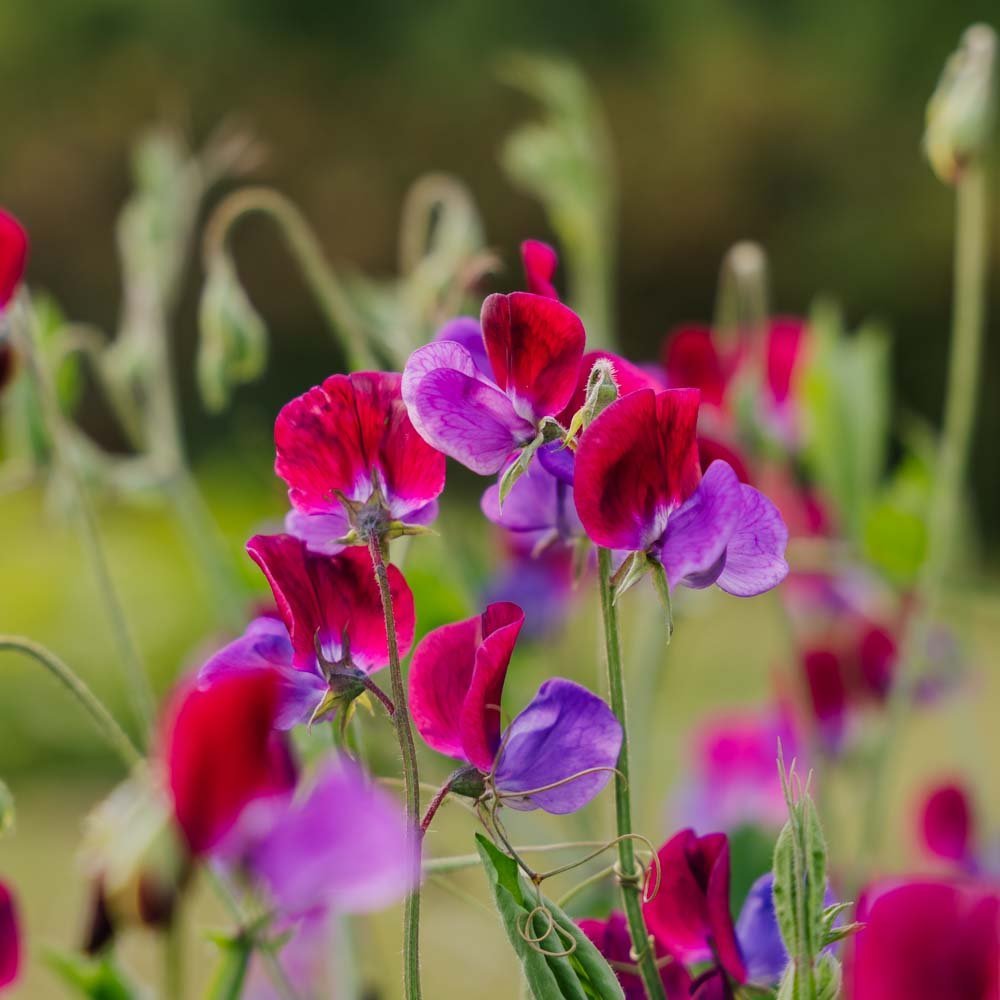 Ärtblomma frö 'Sweet Pea' - 30 Ekologiska Frön