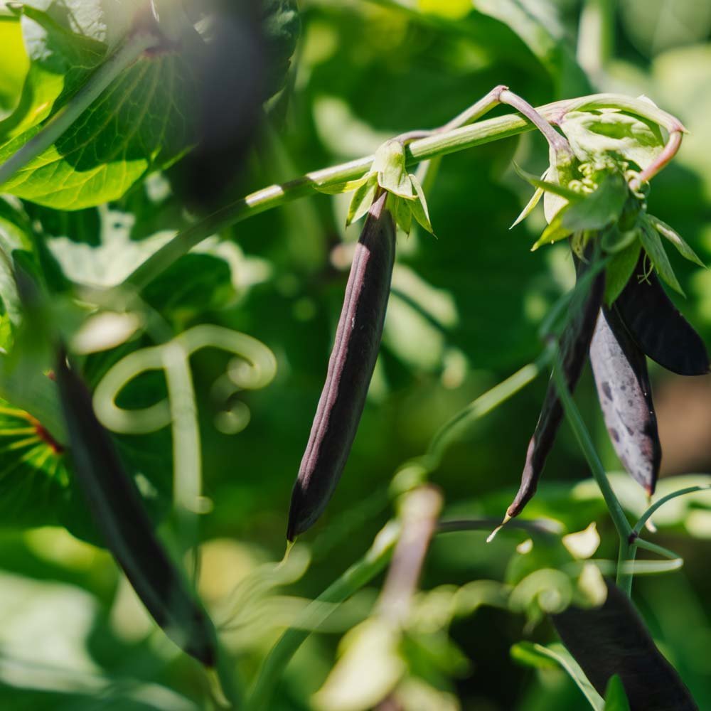 Ärtfrön 'Blauwschokker' - 50 Ekologiska Frön