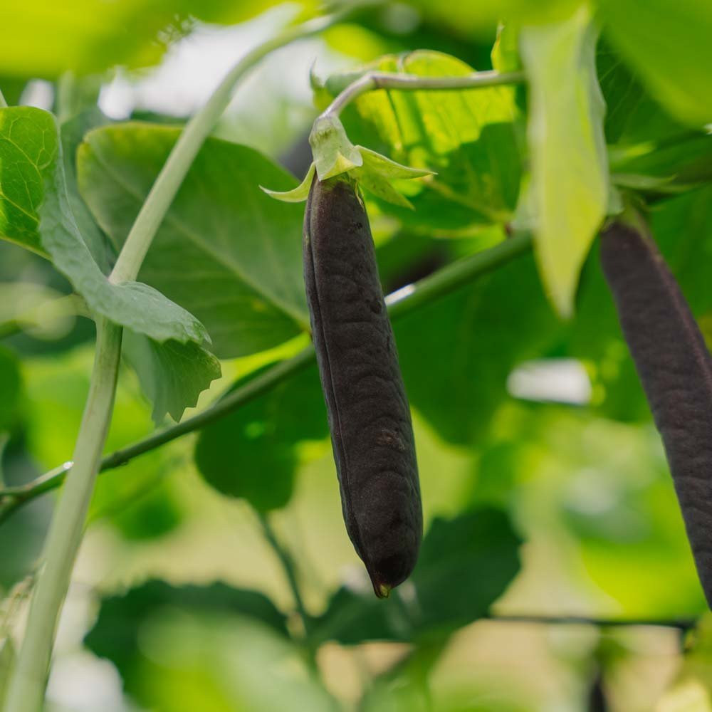 Ärtfrön 'Blauwschokker' - 50 Ekologiska Frön