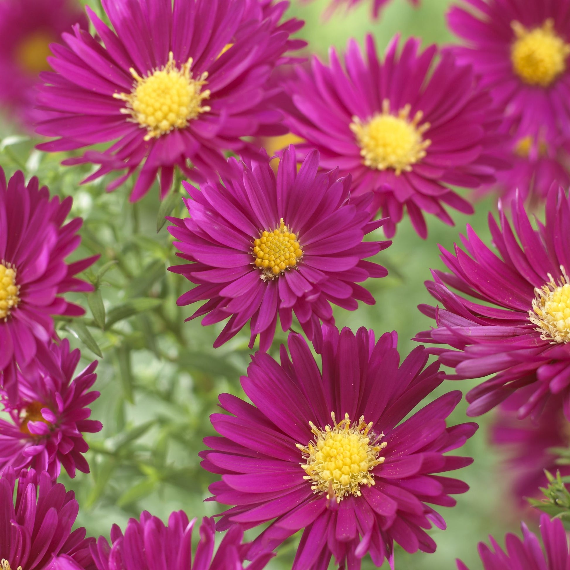 Aster 'Crimson Brocade'
