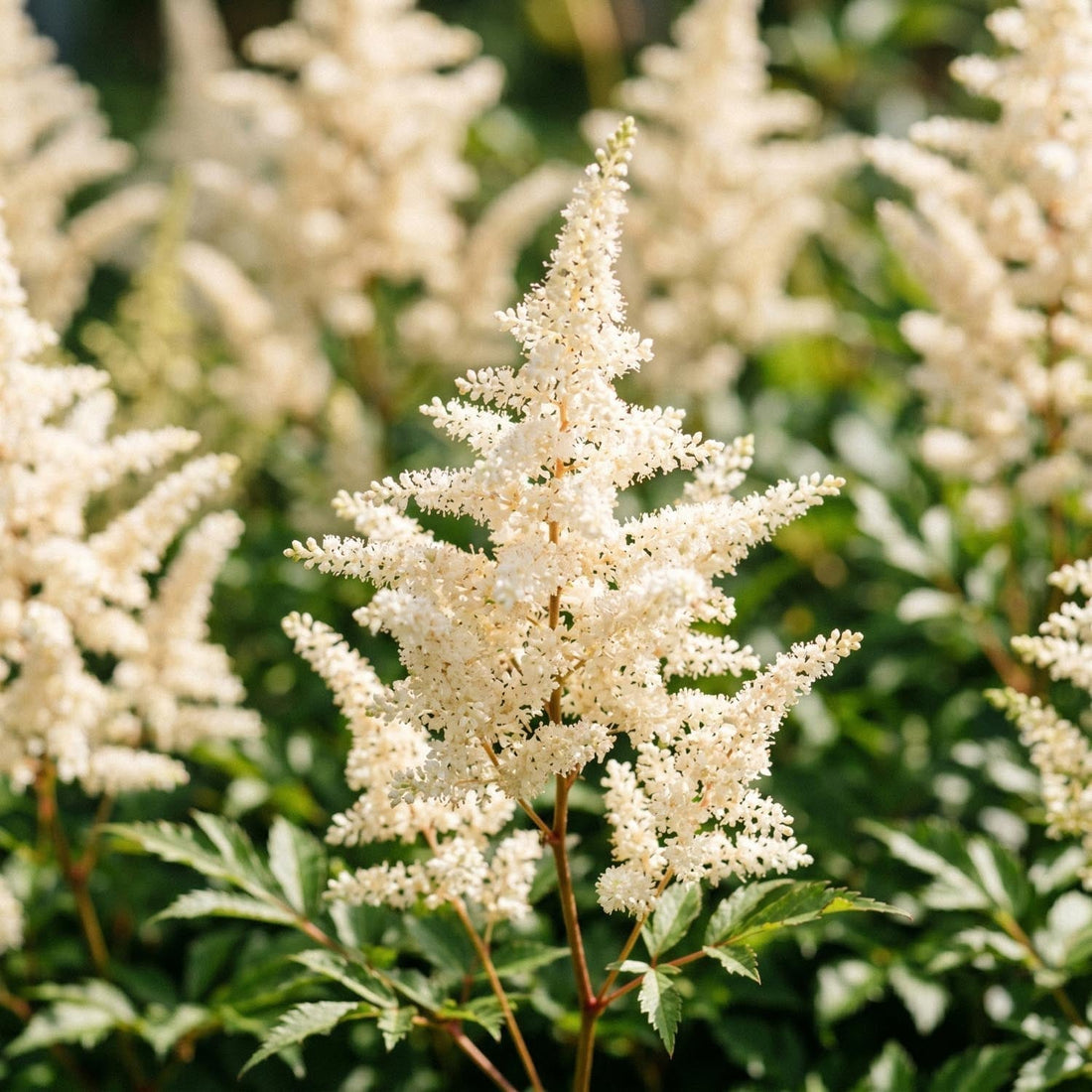 Astilbe, Pragtspira 'Deutschland'