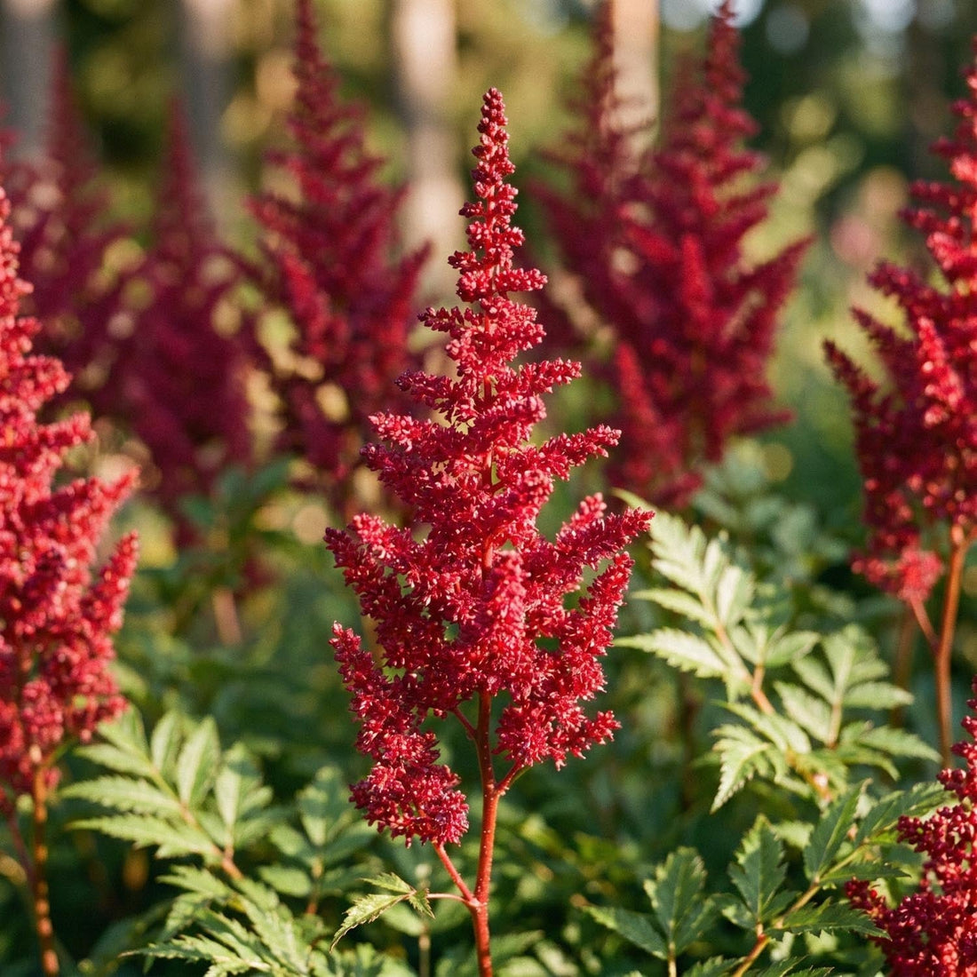 Astilbe, Pragtspira 'Fanal'
