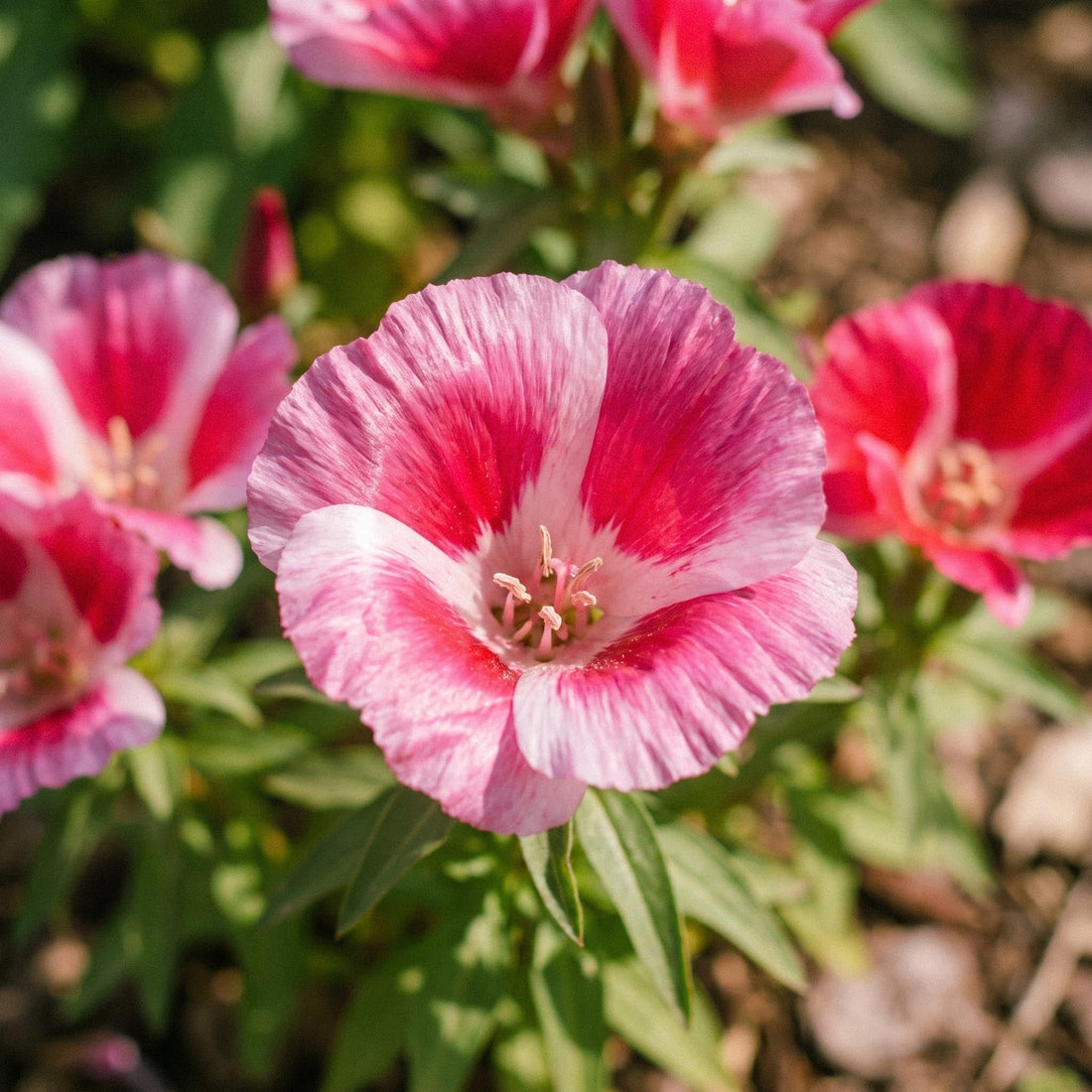 Atlasblomma frön 'Godetia' - 200 Ekologiska frön