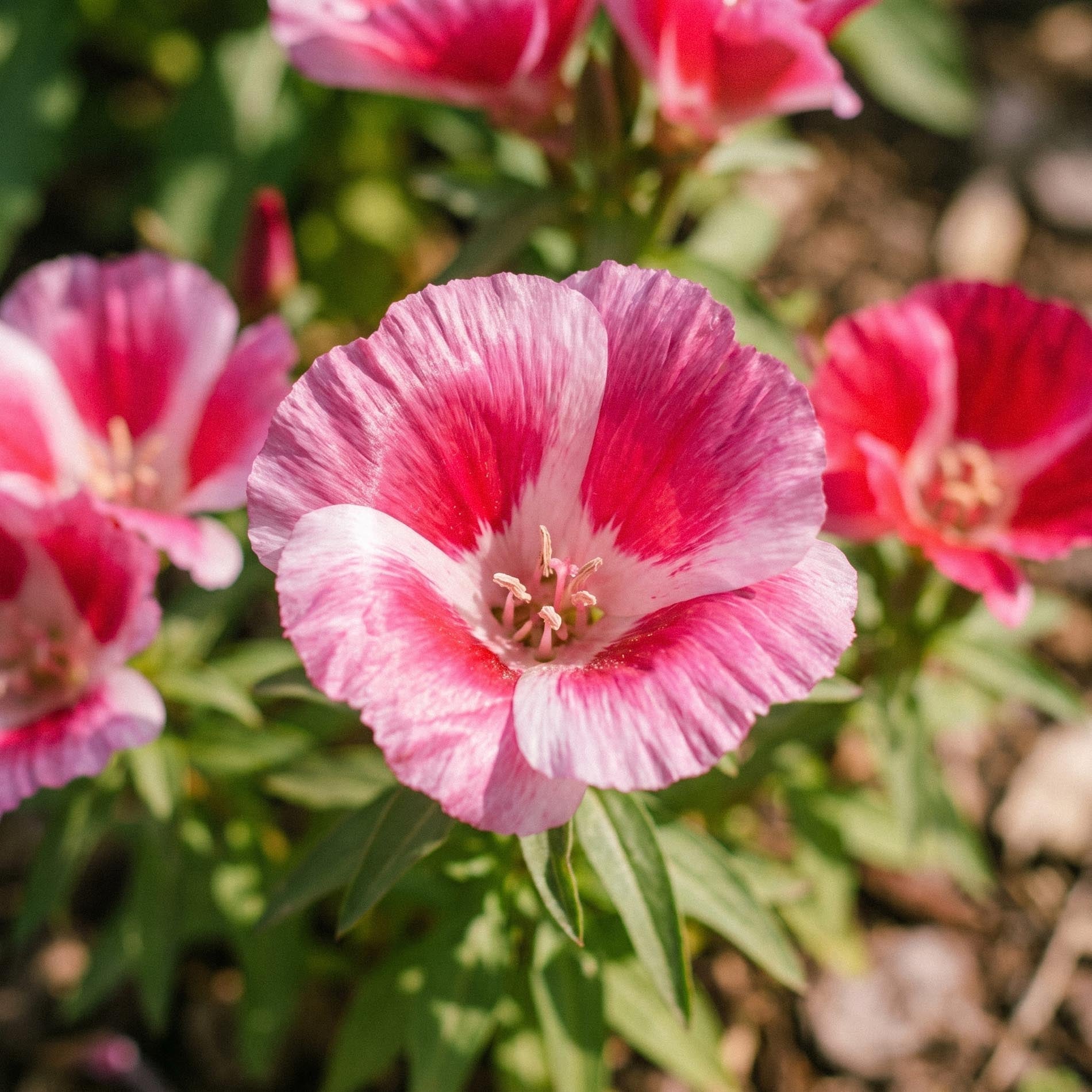 Atlasblomma frön 'Godetia' - 200 Ekologiska frön