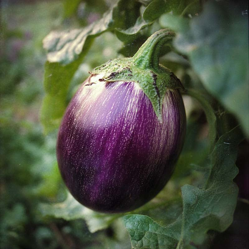 Aubergine frön 'Lea' - 20 Ekologiska Frön