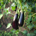 Aubergine frön 'Violetta Lunga 3' - 20 Ekologiska Frön