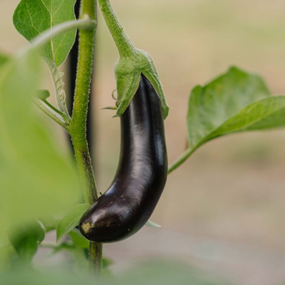 Aubergine frön 'Violetta Lunga 3' - 20 Ekologiska Frön