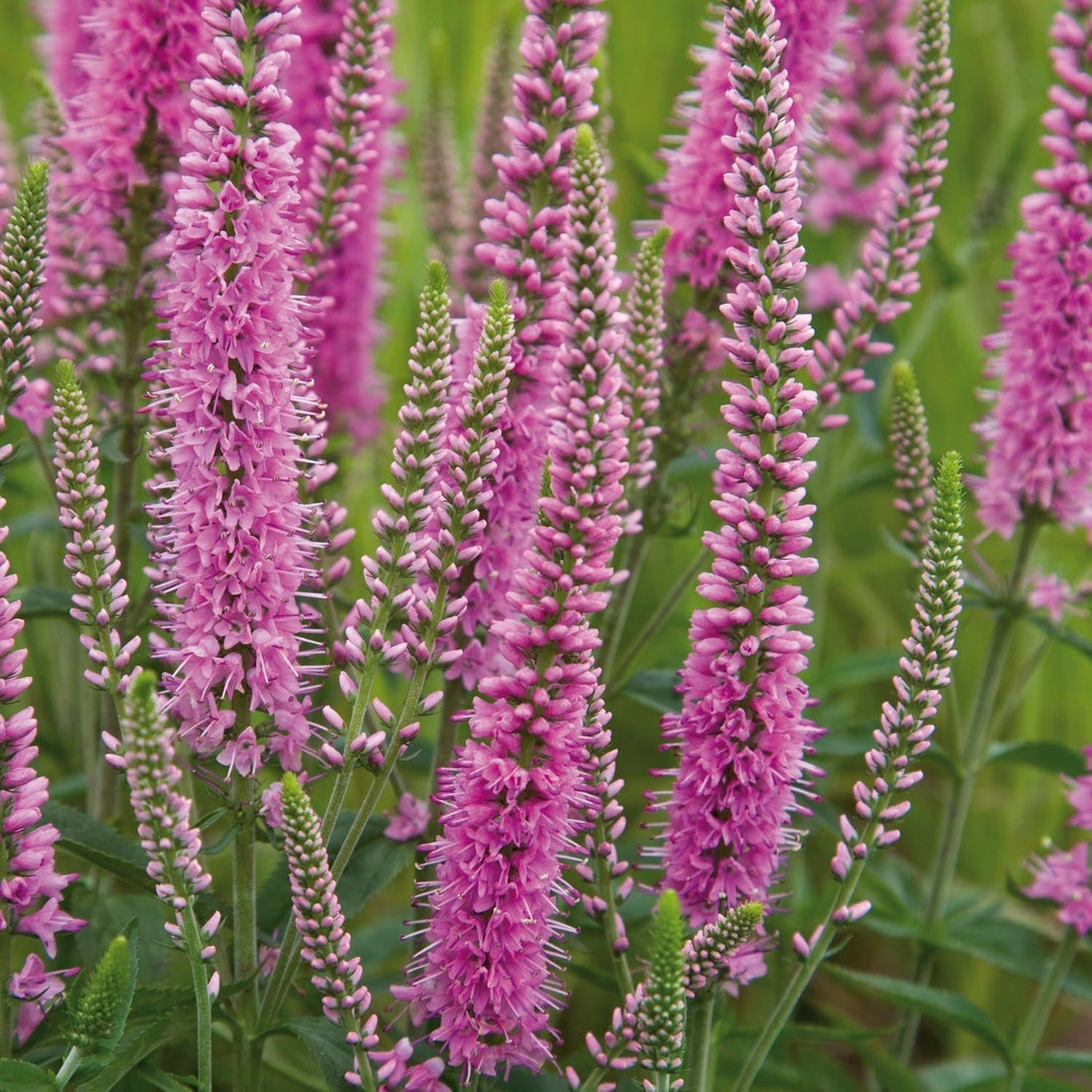 Axveronika, Veronica 'Heidekind'