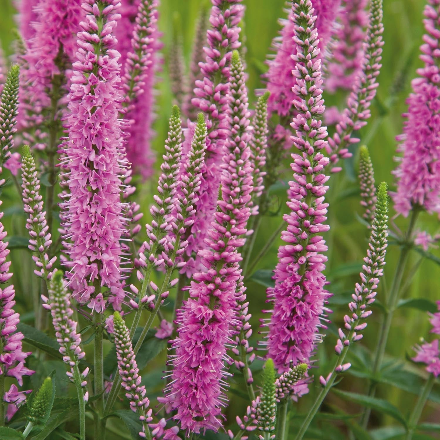Axveronika, Veronica 'Heidekind'