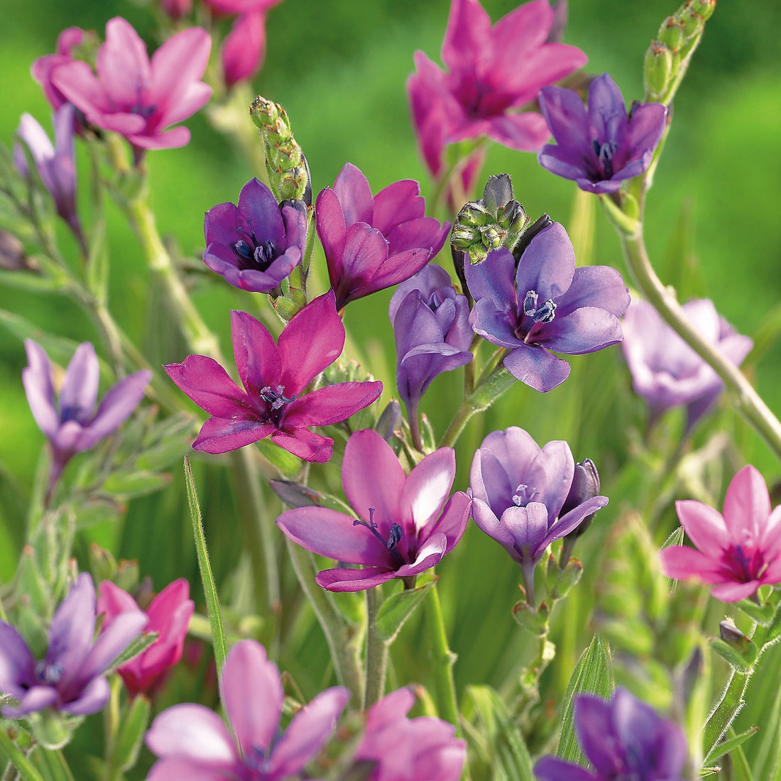 Babian Blomma, Babiana stricta 'Mixed'