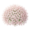 Kryddväxter