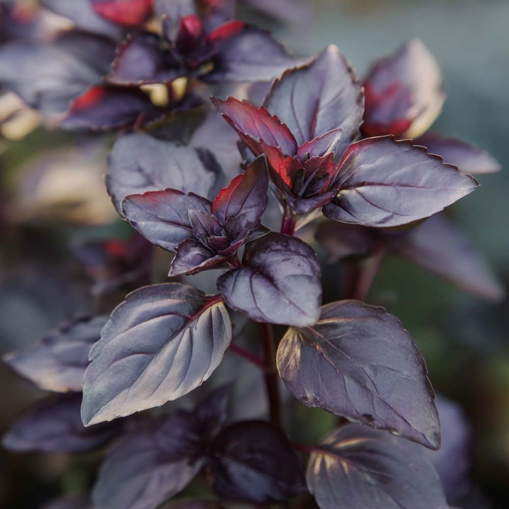 Basilika frön 'Dark opal' - 120 Ekologiska Frön