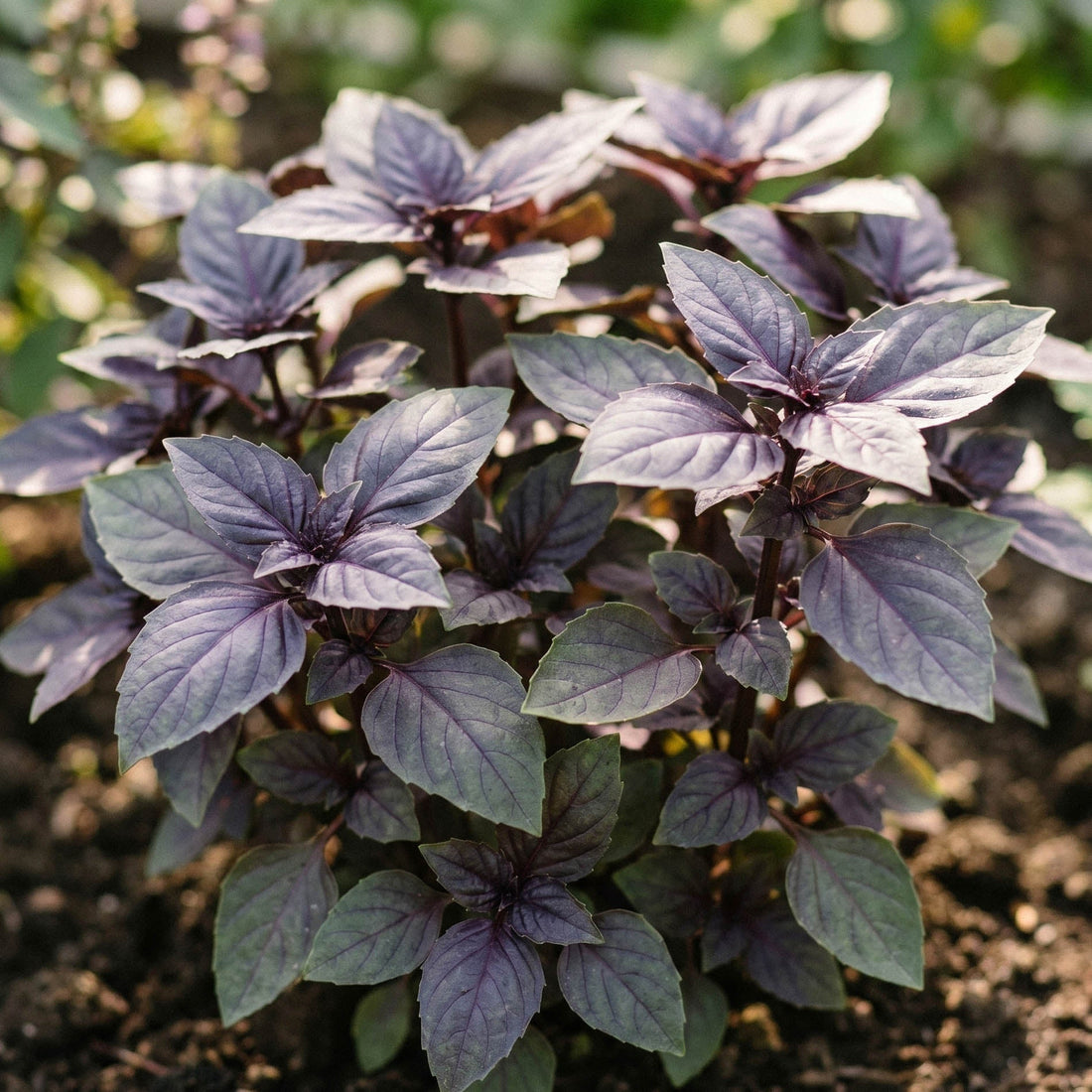 Basilikafrön 'Red basil' - 180 Ekologiska frön