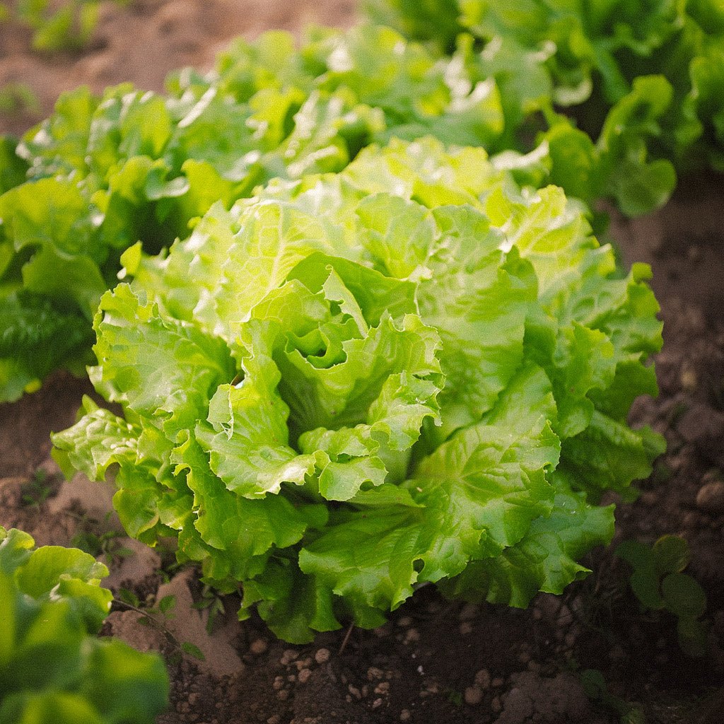 Batavia salat frø 'Blonde de Paris' - 200 Økologiske Frø