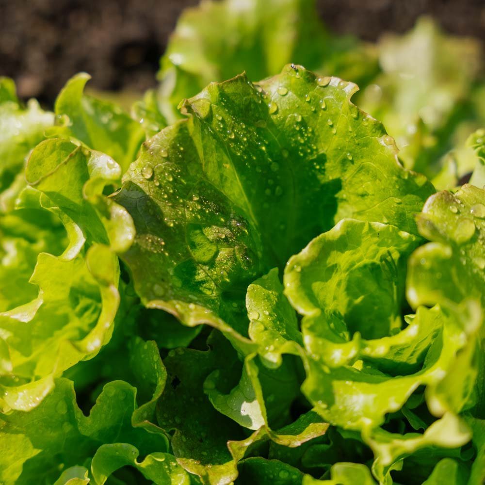 Bataviasallat frö 'Maravilla de Verano' - 200 Ekologiska Frö