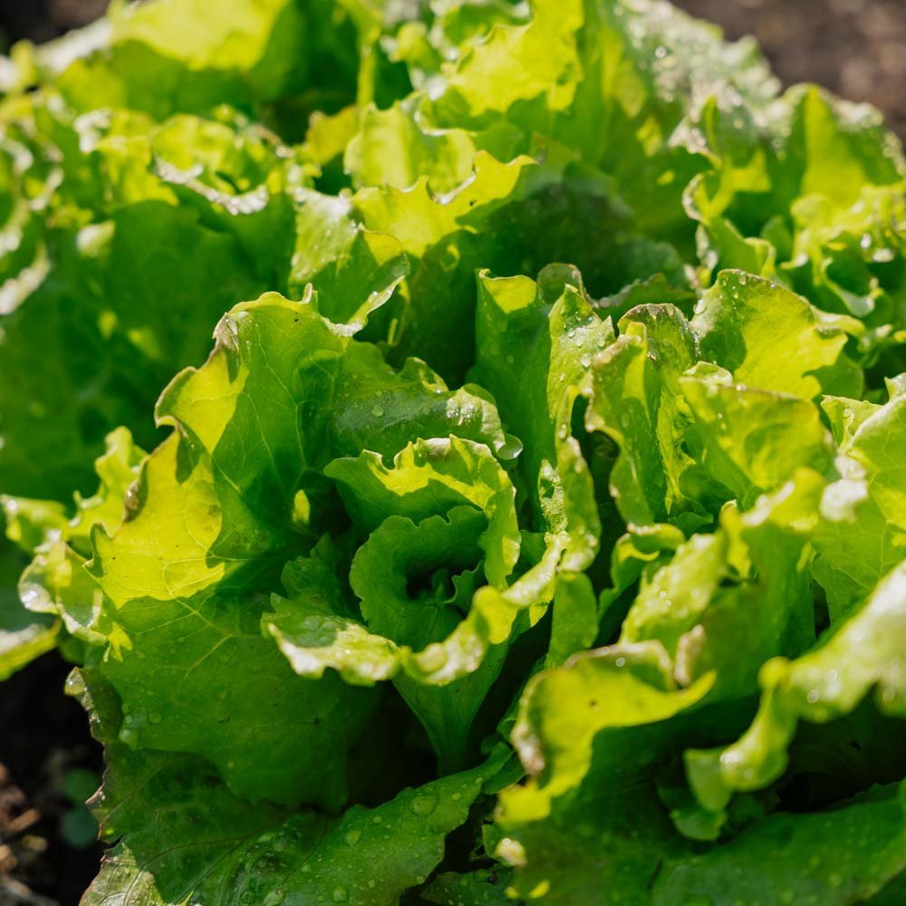 Bataviasallat frö 'Maravilla de Verano' - 200 Ekologiska Frö