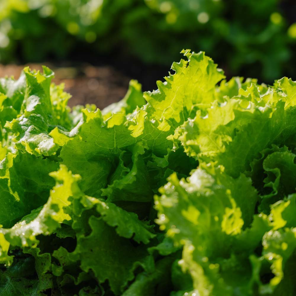 Bataviasallatsfrö 'Blonde de Paris' - 200 Ekologiska frön