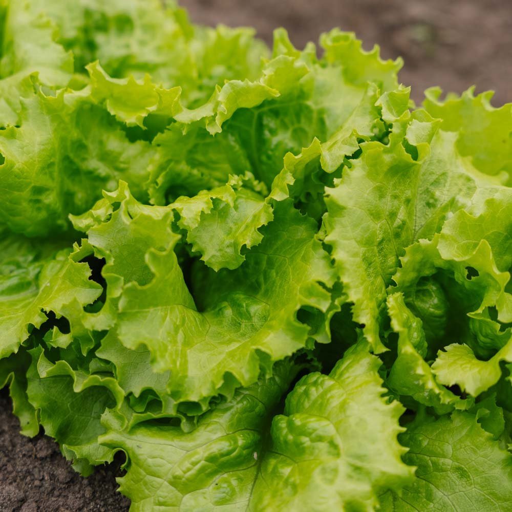 Bataviasallatsfrö 'Blonde de Paris' - 200 Ekologiska frön