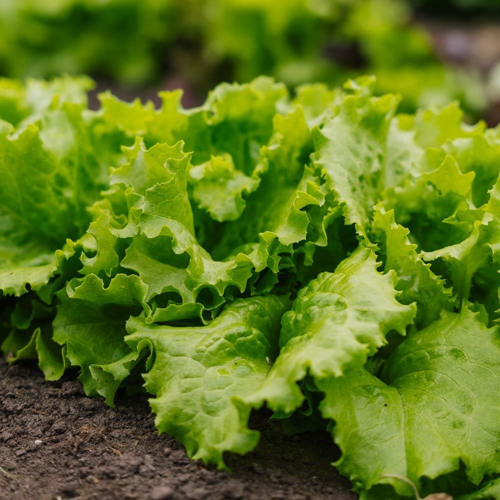 Bataviasallatsfrö 'Blonde de Paris' - 200 Ekologiska frön