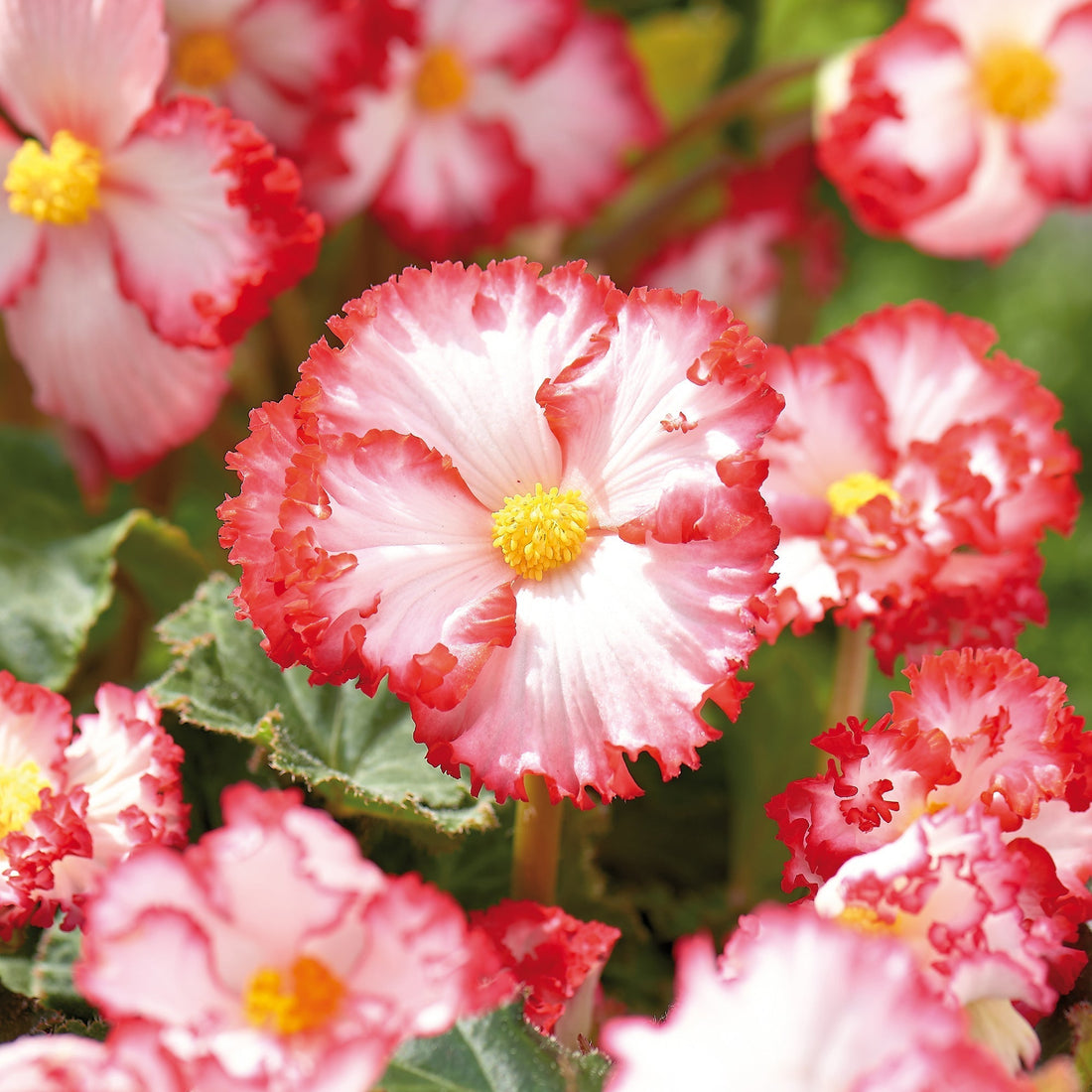 Begonia 'Crispa Marginata' White/Red