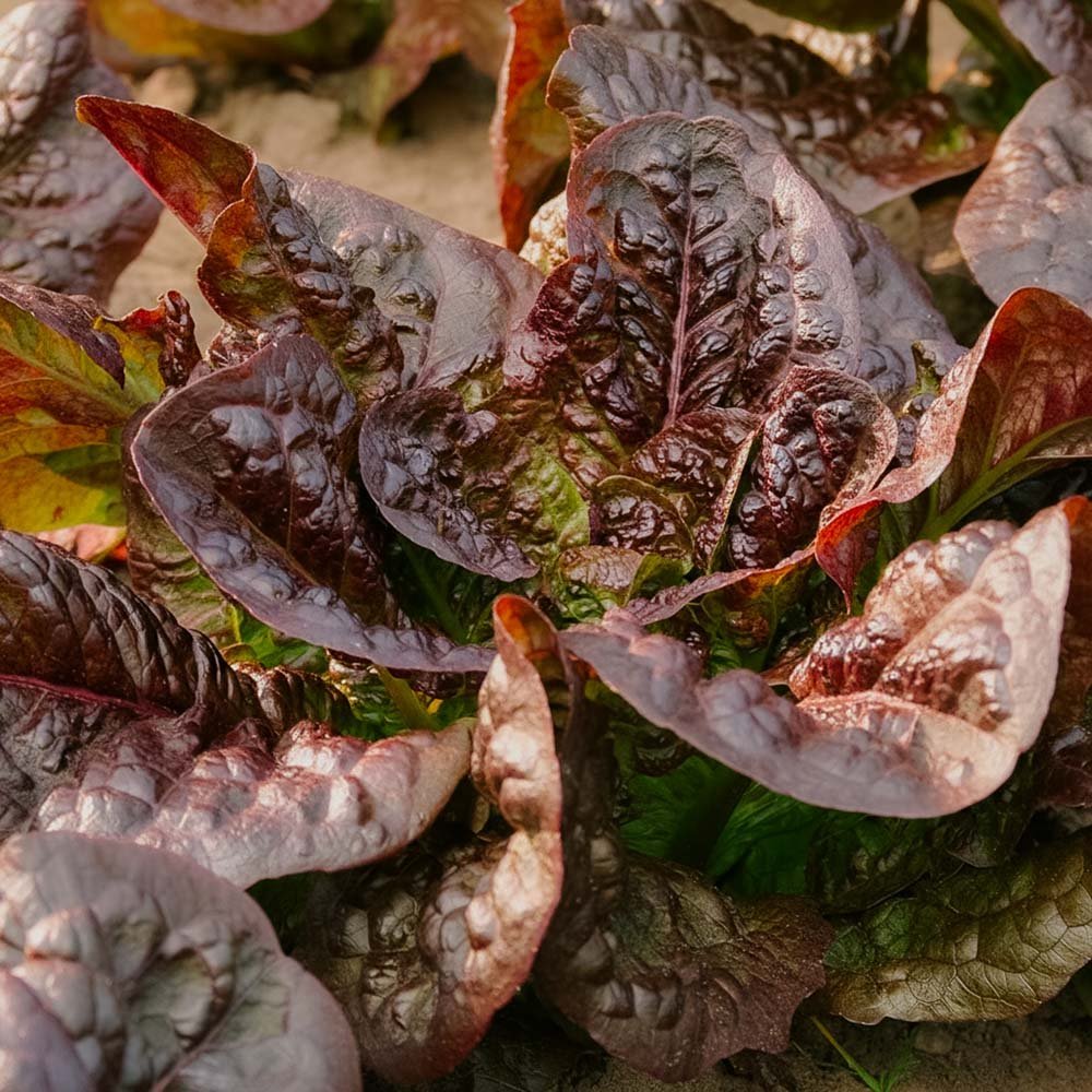 Bindsallat frö 'Little Leprechaun' - 300 Ekologiska Frö