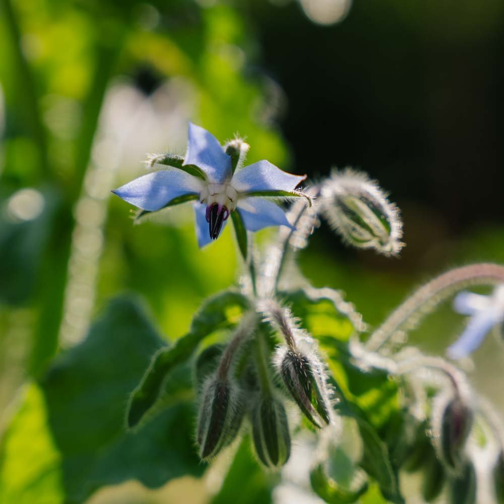 Blå Snokört frö - 50 Ekologiska Frö