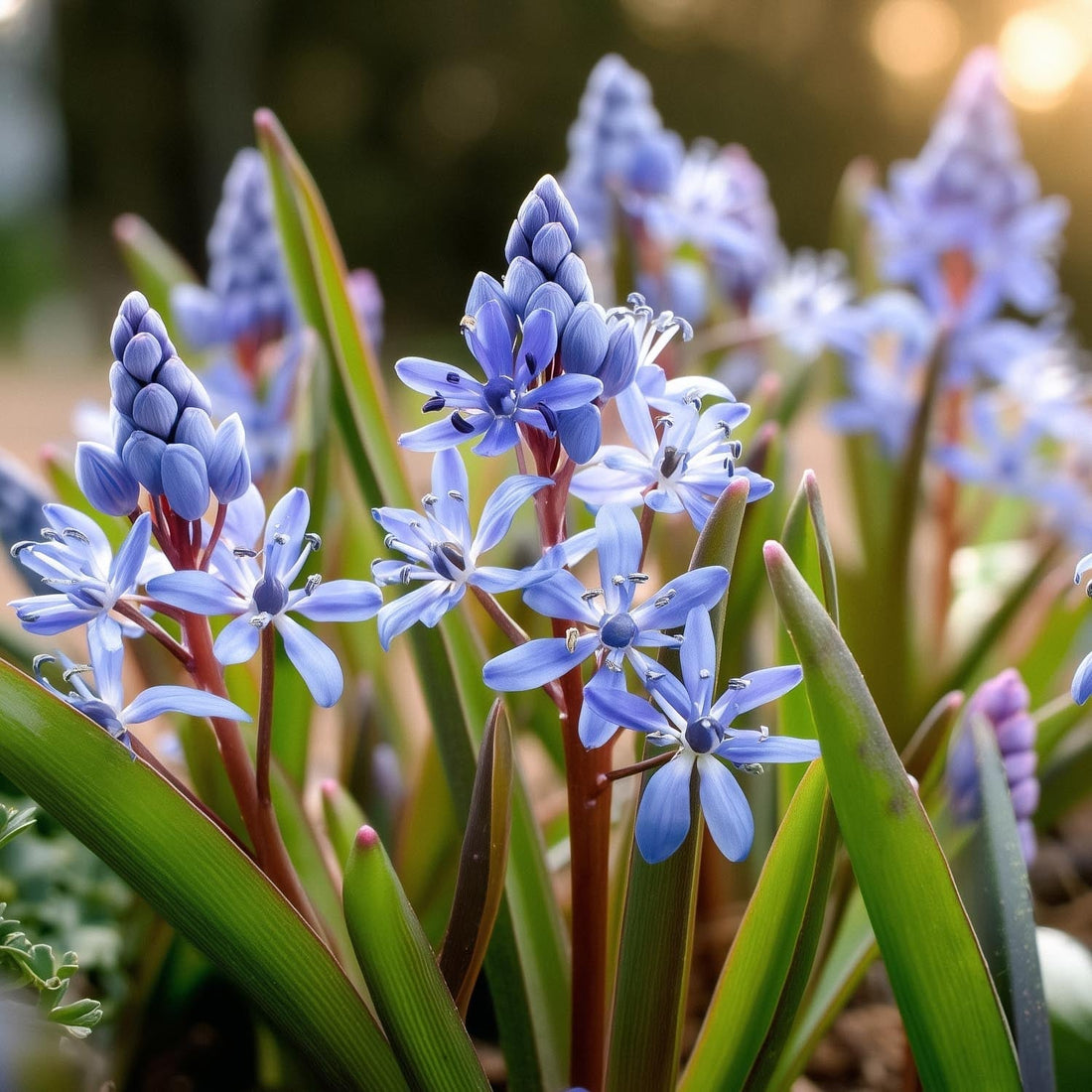 Blåstjärna, Scilla 'Bifolia'