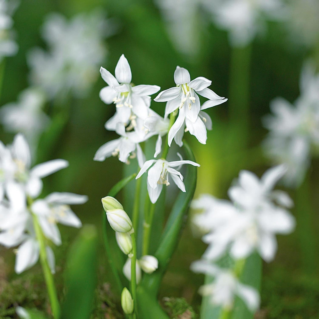 Blåstjärna, Scilla 'Siberica Alba'
