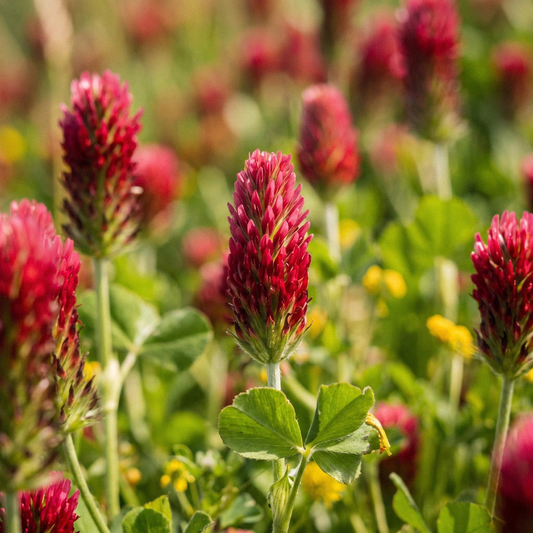 Blodklöver frön 'Crimson clover' - 1000 Ekologiska frön