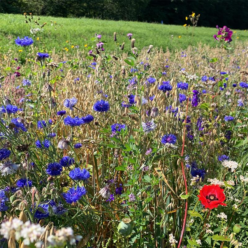 Blomsteräng 'Beemix' - 200 Ekologiska Frön