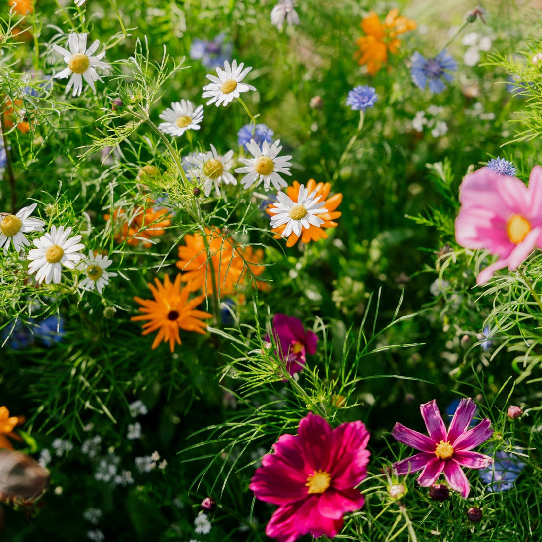 Blomsteräng 'Elegance' - Från 150 Ekologiska Frön