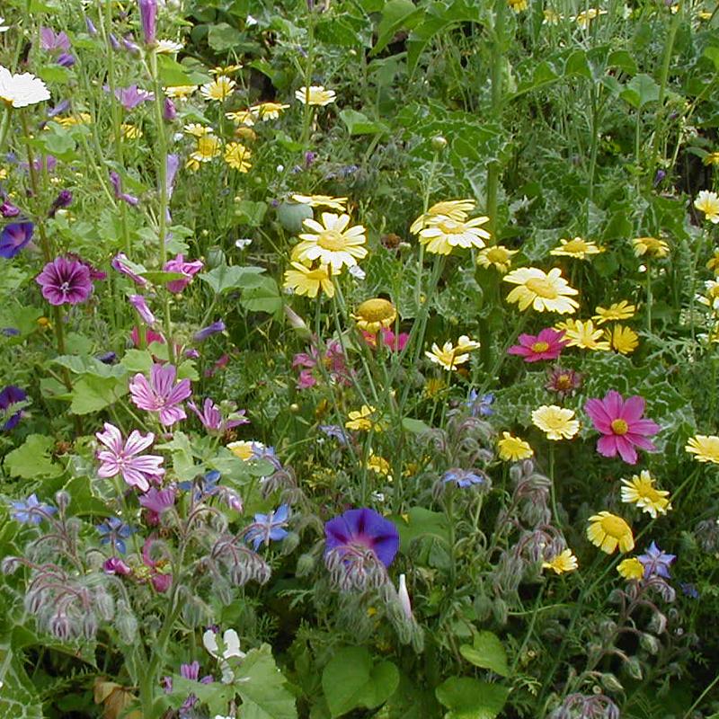 Blomsteräng 'High' - Från 100 Ekologiska Frön