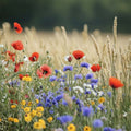 Blomsterblandning 'Beemix' - 200 Ekologiska Frön