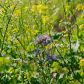 Blomsterblandning 'Mix' - 700 Ekologiska Frön