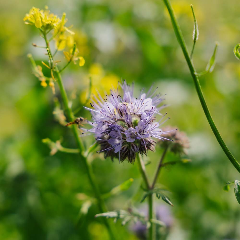 Blomsterblandning 'Mix' - 700 Ekologiska Frön