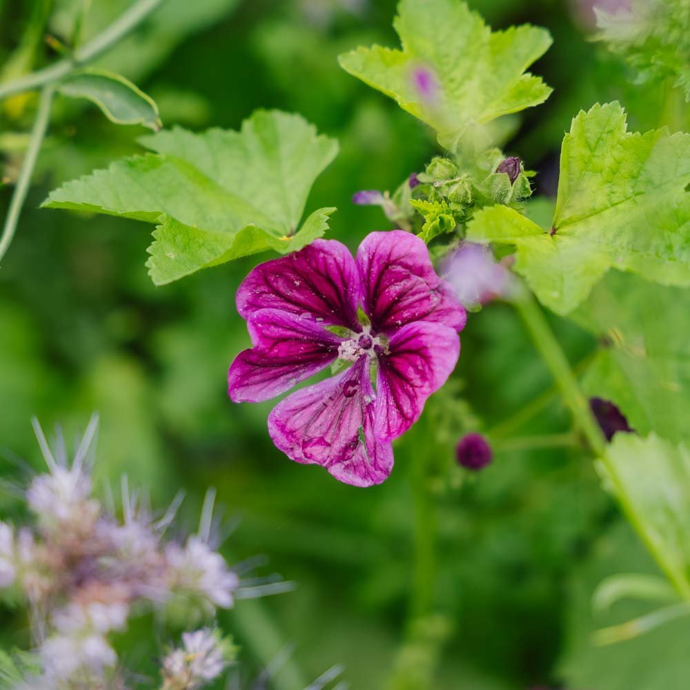 Blomsterblandning 'Tübingen' - 150 Ekologiska Frön