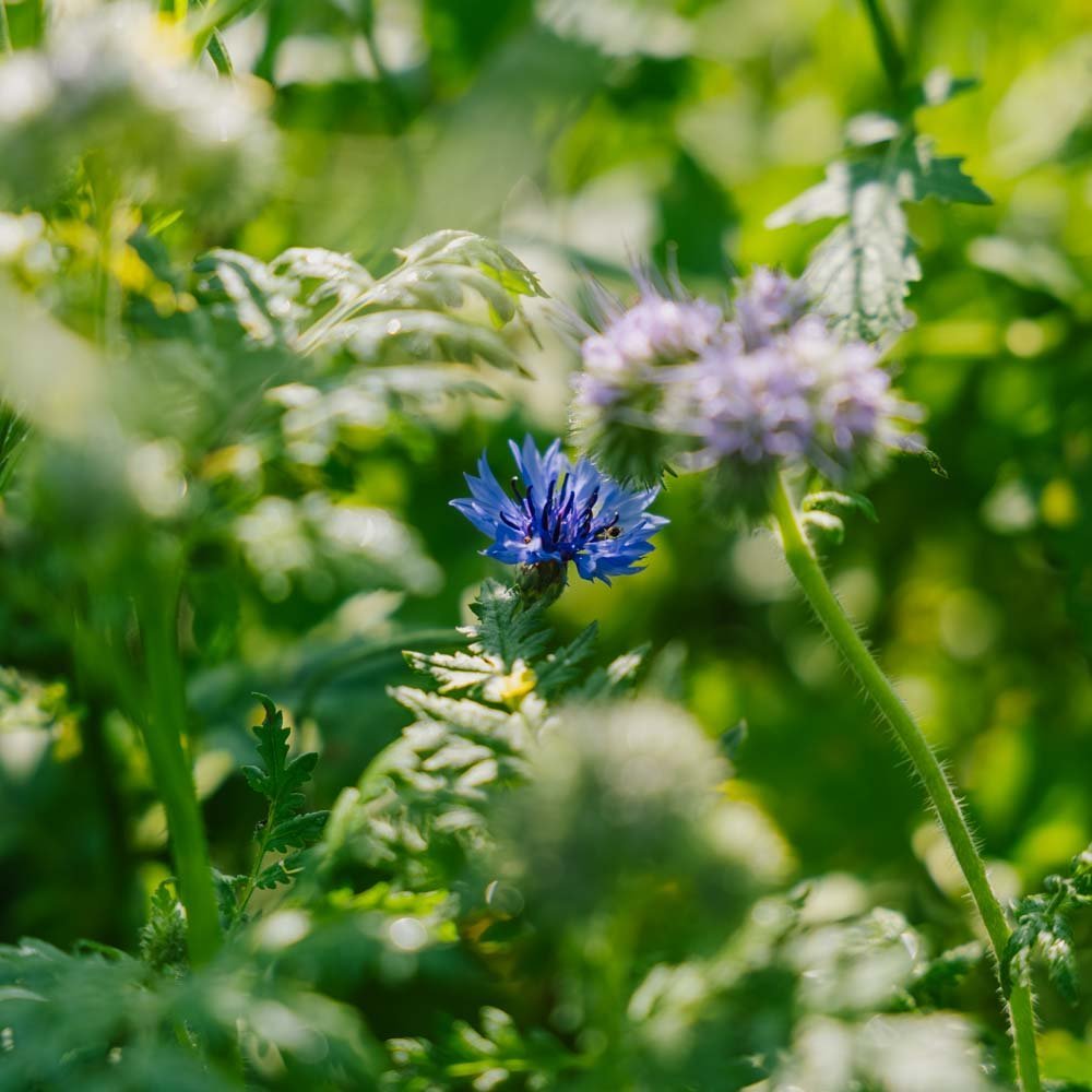 Blomsterblandning 'Tübingen' - 150 Ekologiska Frön