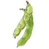Bondböna