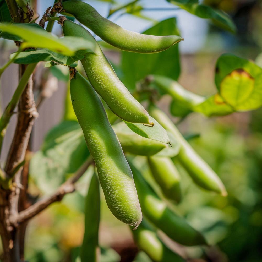 Bondbönor frö 'Eleonora' - 5 Ekologiska Frön