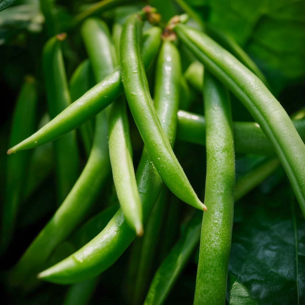 Bönor frö 'Domino' - 15 Ekologiska Frön