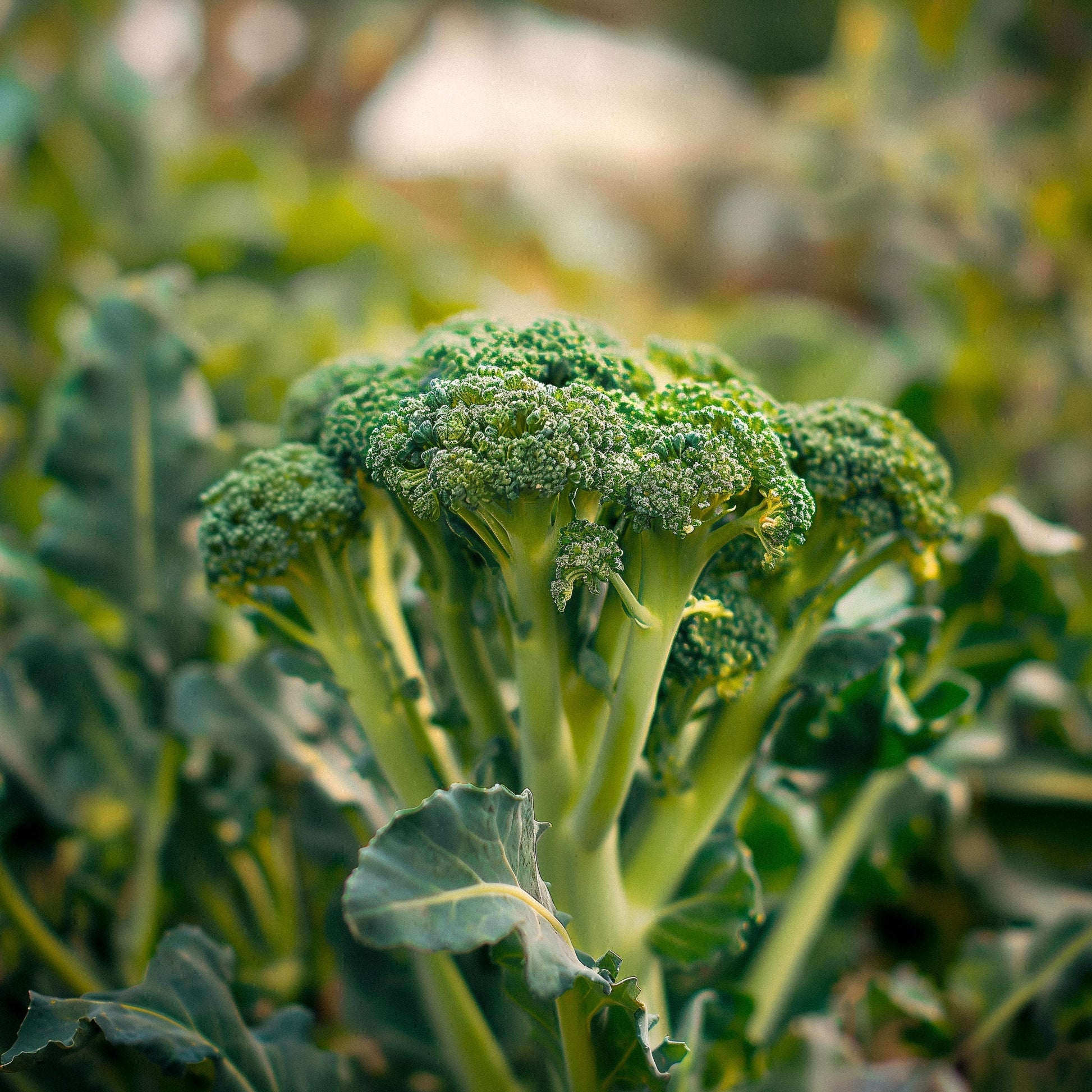 Broccoli frö 'Bobby' - 10 Ekologiska Frön