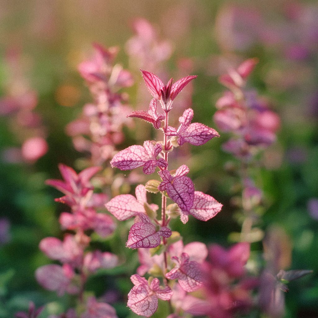 Broksalvia frö 'Pink' - 100 Ekologiska Frön