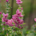 Broksalvia frö 'Pink' - 100 Ekologiska Frön