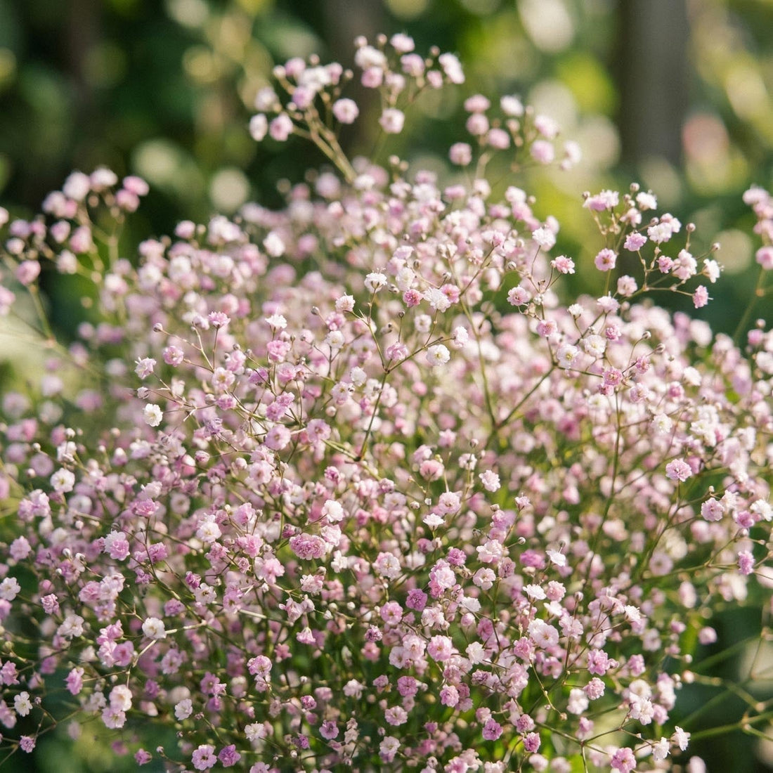 Brudslöja, Gypsophila 'Paniculata'