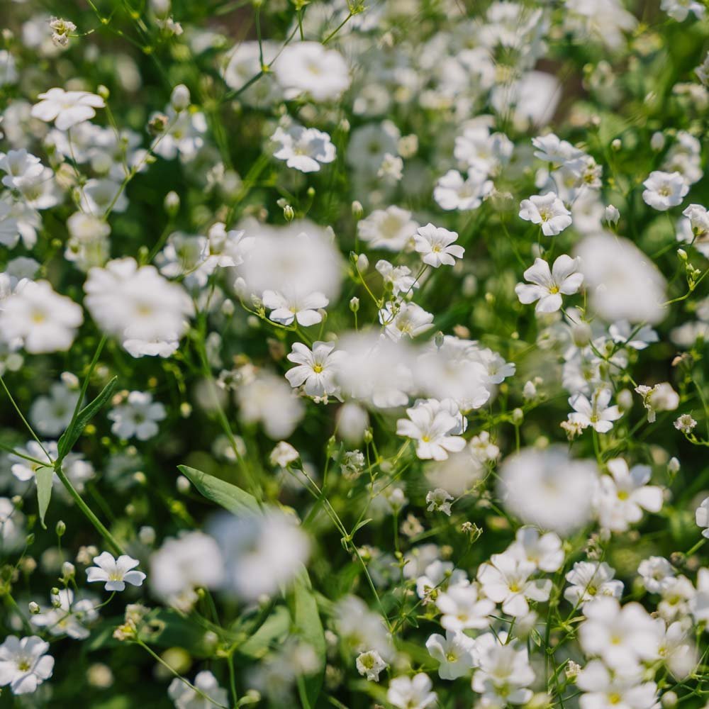 Brudslöja frö 'Soapwort' - 300 Ekologiska Frö