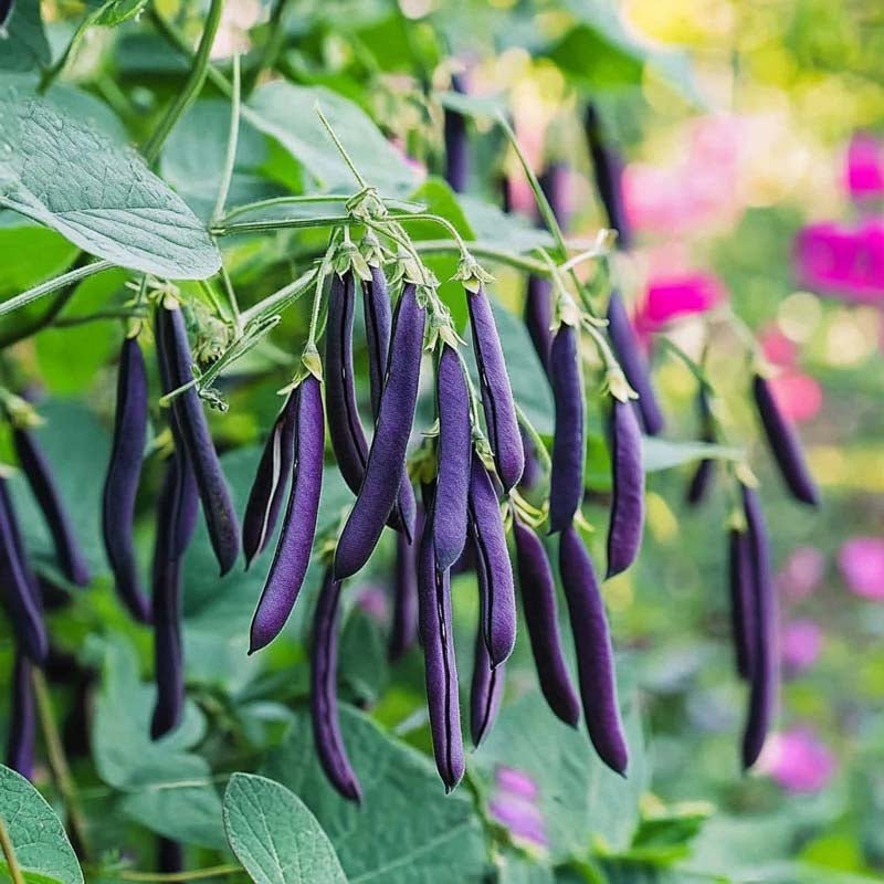 Brytböna frö 'Purple Teepee' - 20 Ekologiska Frön